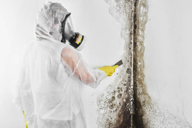 Best Commercial Mold Removal  in Pearl River, MS