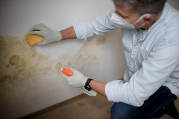 Best Mold Removal Process  in Pearl River, MS