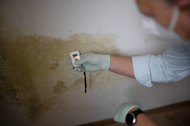 Best Office Mold Removal Services  in Pearl River, MS