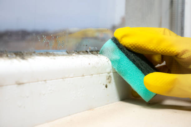 Certified Mold Removal in Pearl River, MS