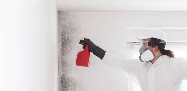 Best Black Mold Removal  in Pearl River, MS