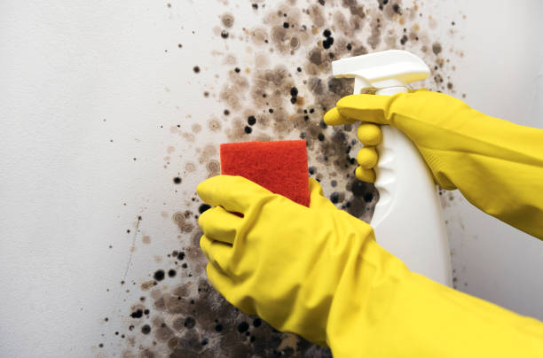 Best Attic Mold Removal  in Pearl River, MS