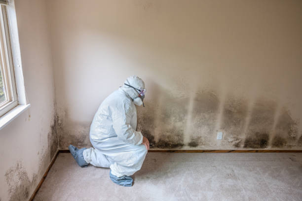 Best Commercial Mold Removal  in Pearl River, MS
