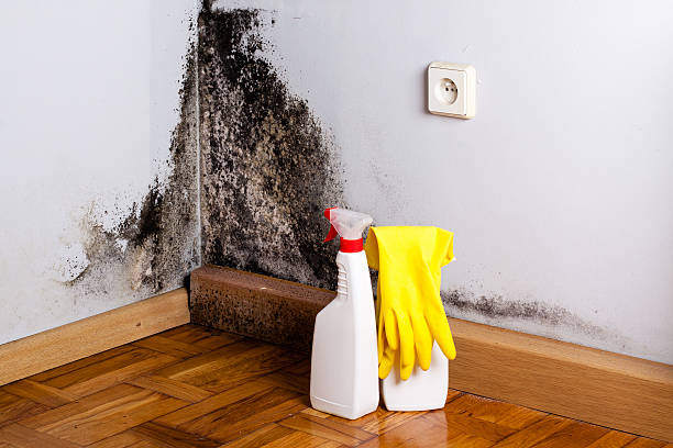 Best Mold Cleaning Services  in Pearl River, MS