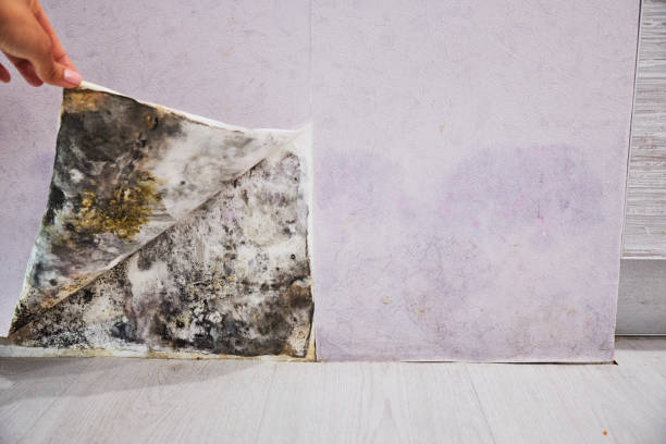 Best Toxic Mold Removal  in Pearl River, MS